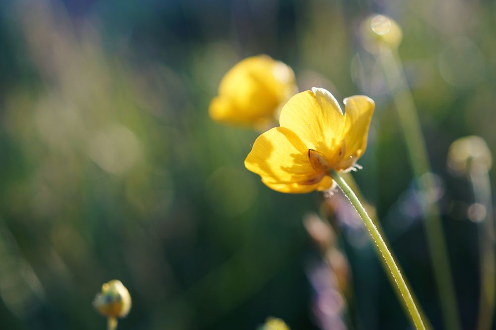 FANG DAS LICHT