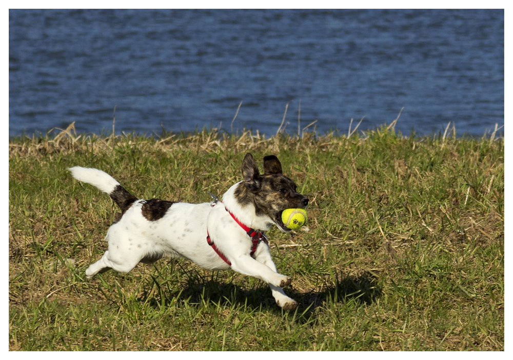 Fang den Ball !