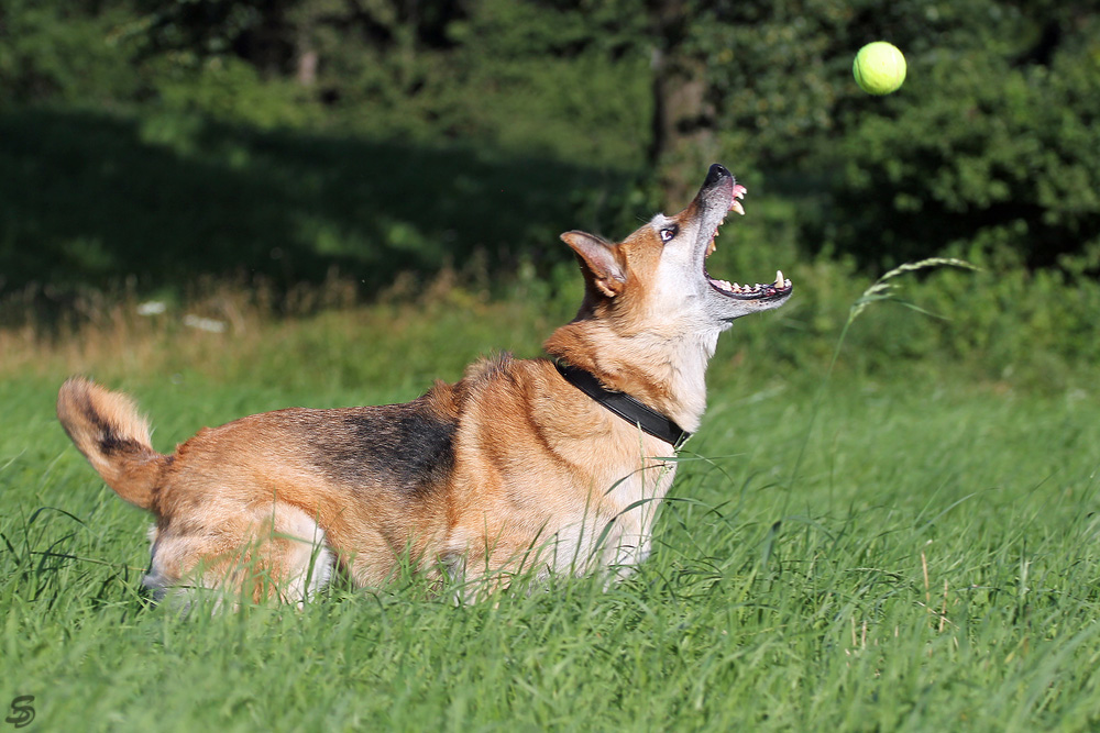 Fang den Ball