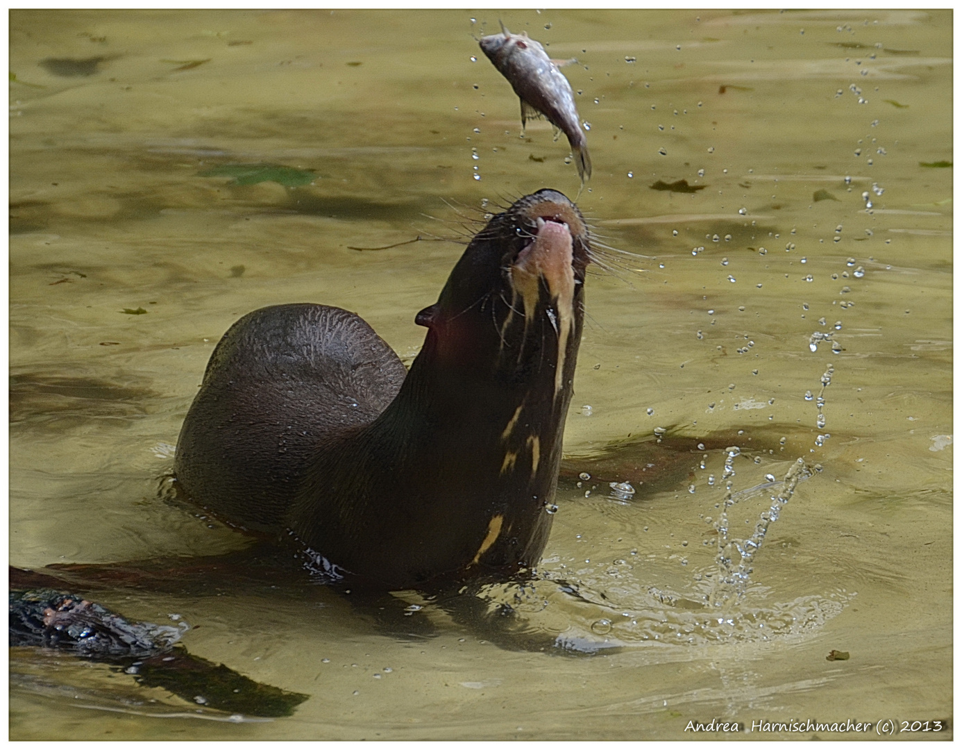 Fang den Fisch