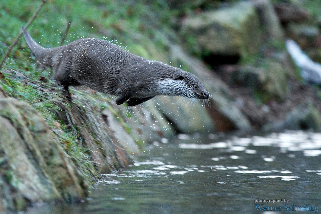 Fang den Fisch