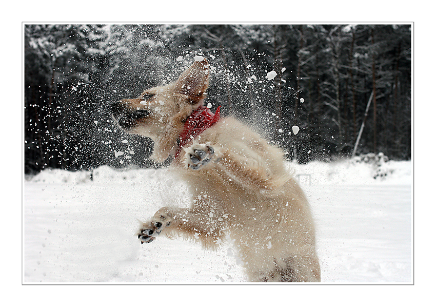 Fang den Schneeball