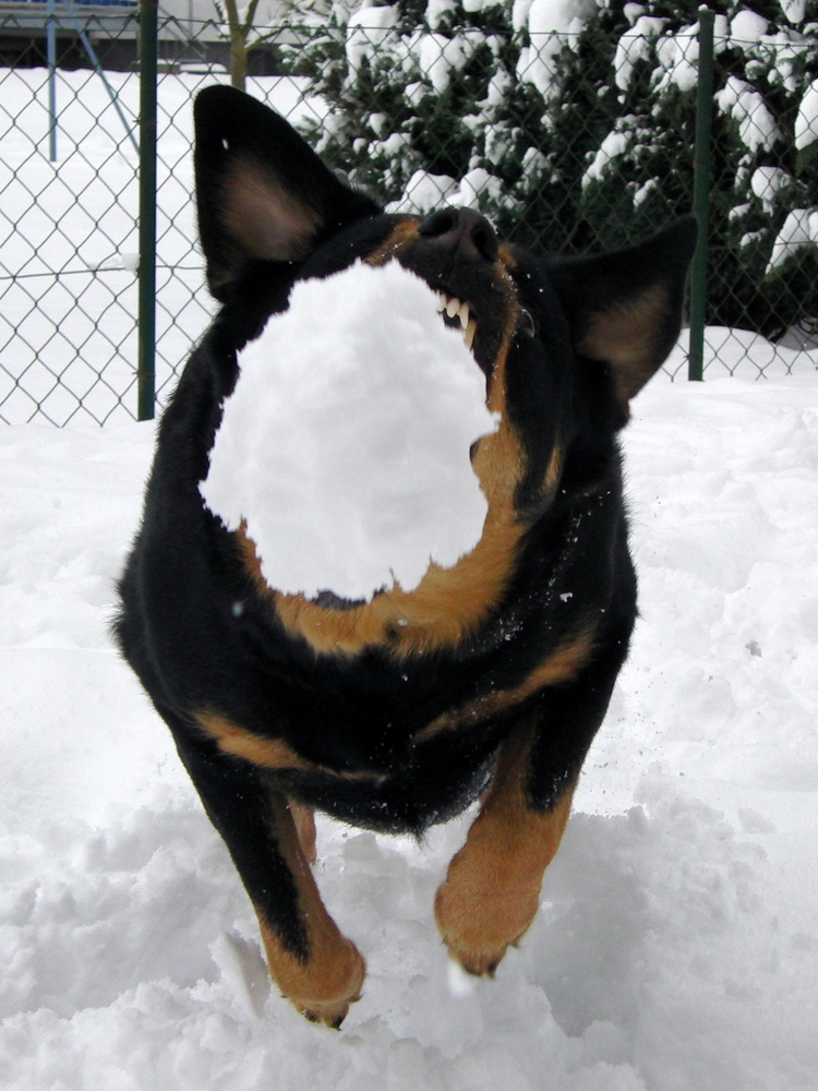 Fang den Schneeball von Micha1708 