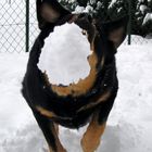 Fang den Schneeball