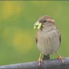 ...fang den Wurm mein Spatz