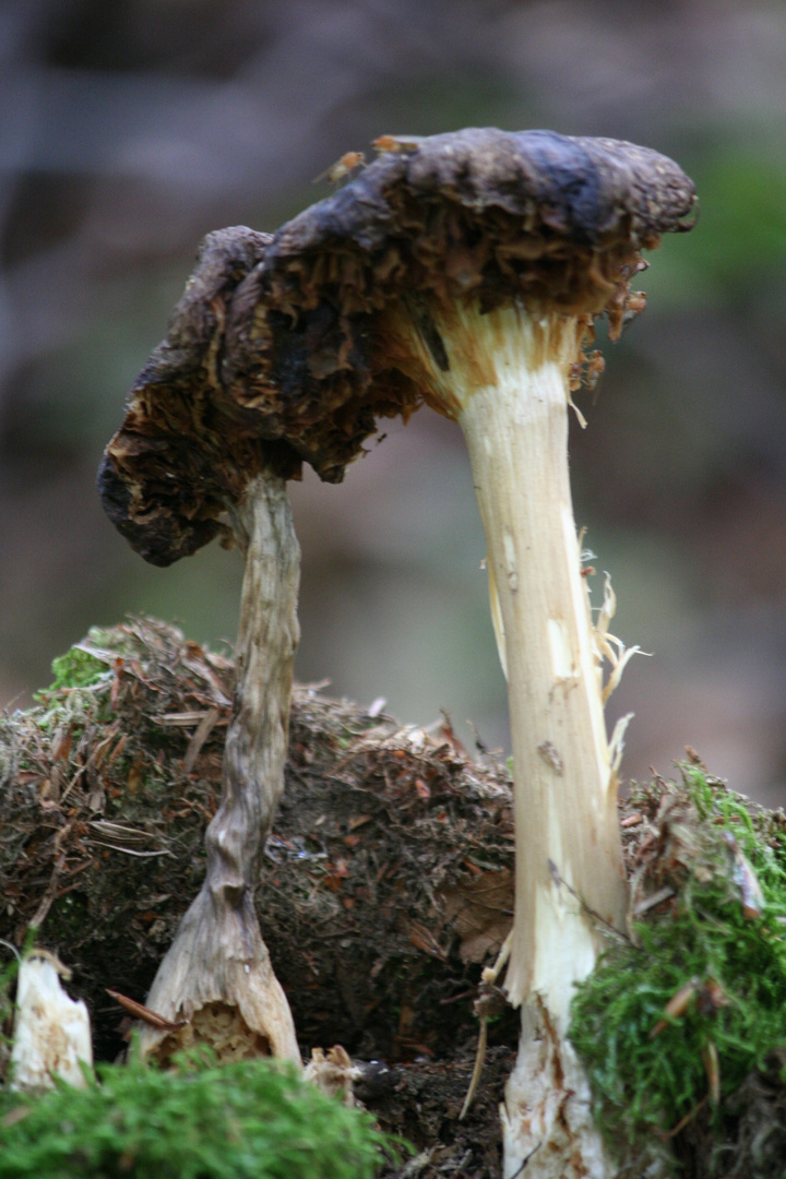 Fang die Fliege aufm Pilz