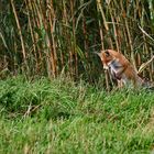 "Fang die Maus ....."