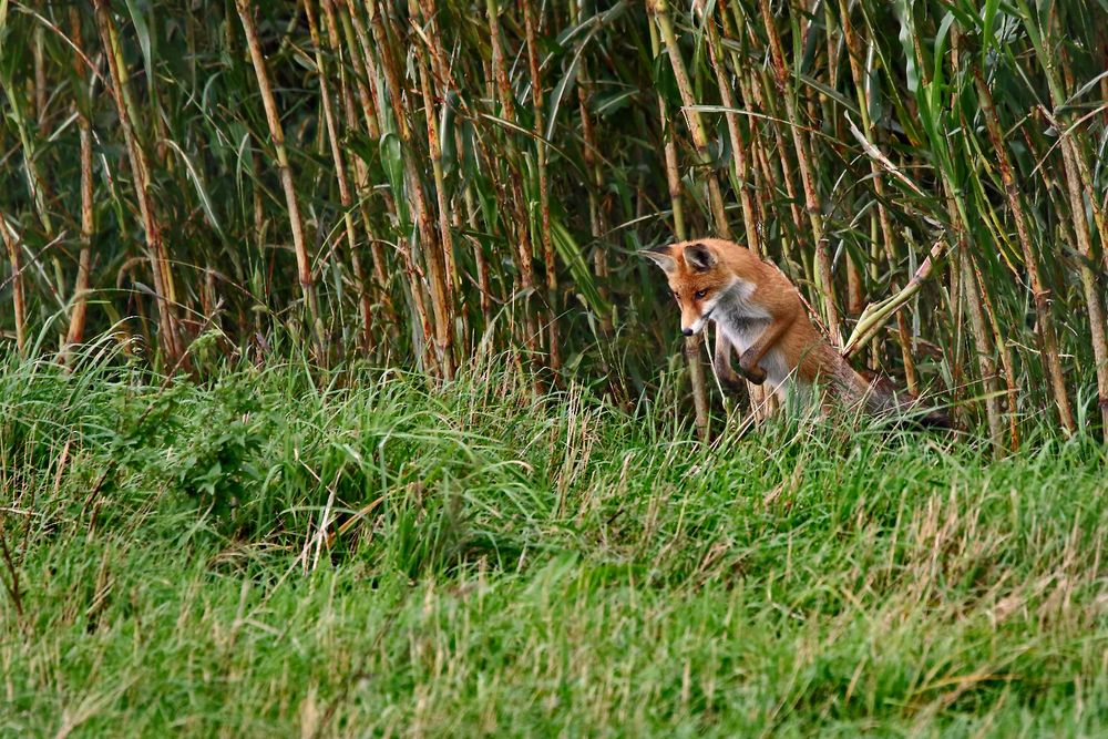 "Fang die Maus ....."