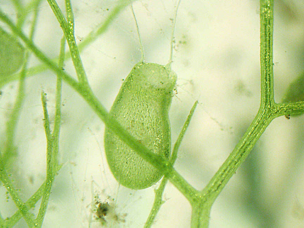 Fangblase von Utricularia (Wasserschlauch)