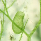 Fangblase von Utricularia (Wasserschlauch)