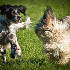 Fangen in der Hundeschule