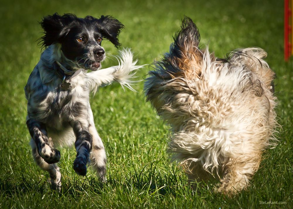 Fangen in der Hundeschule