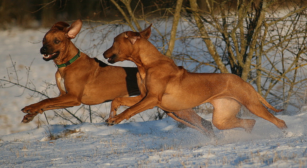 Fangen spielen im Schnee