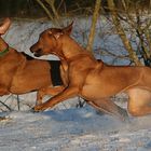 Fangen spielen im Schnee