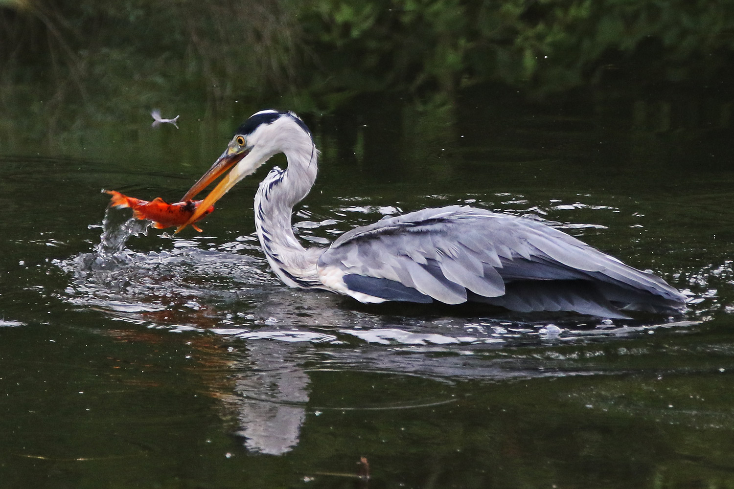 fangfrisch der Fisch