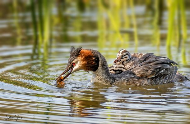 Fangfrisch für den Nachwuchs
