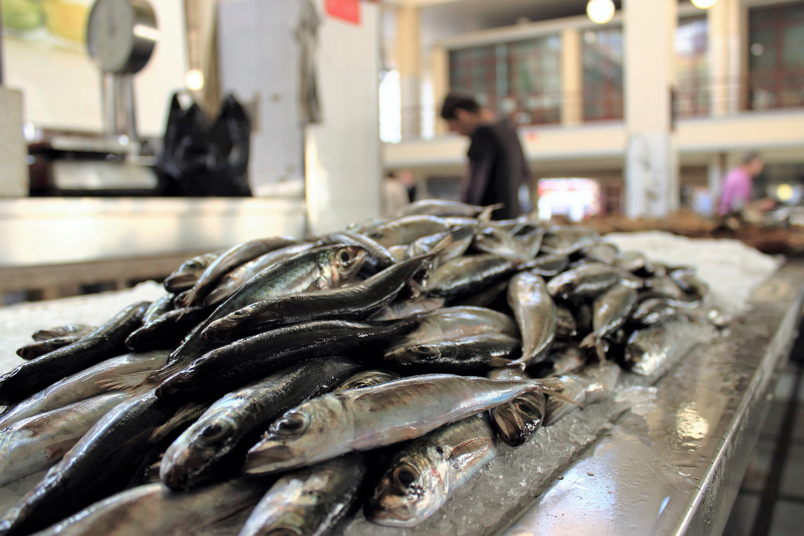 Fangfrisch in der Fischhalle