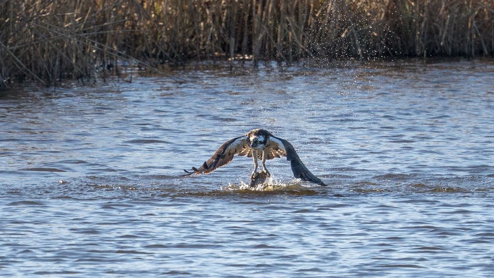 Fangfrischer Fisch