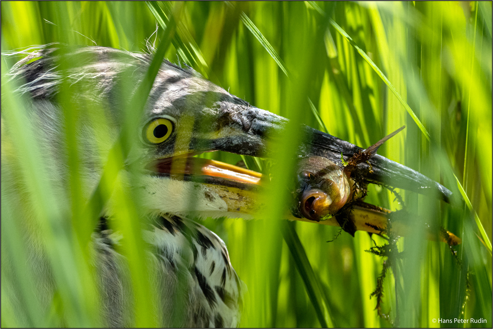 Fangfrischer Fisch