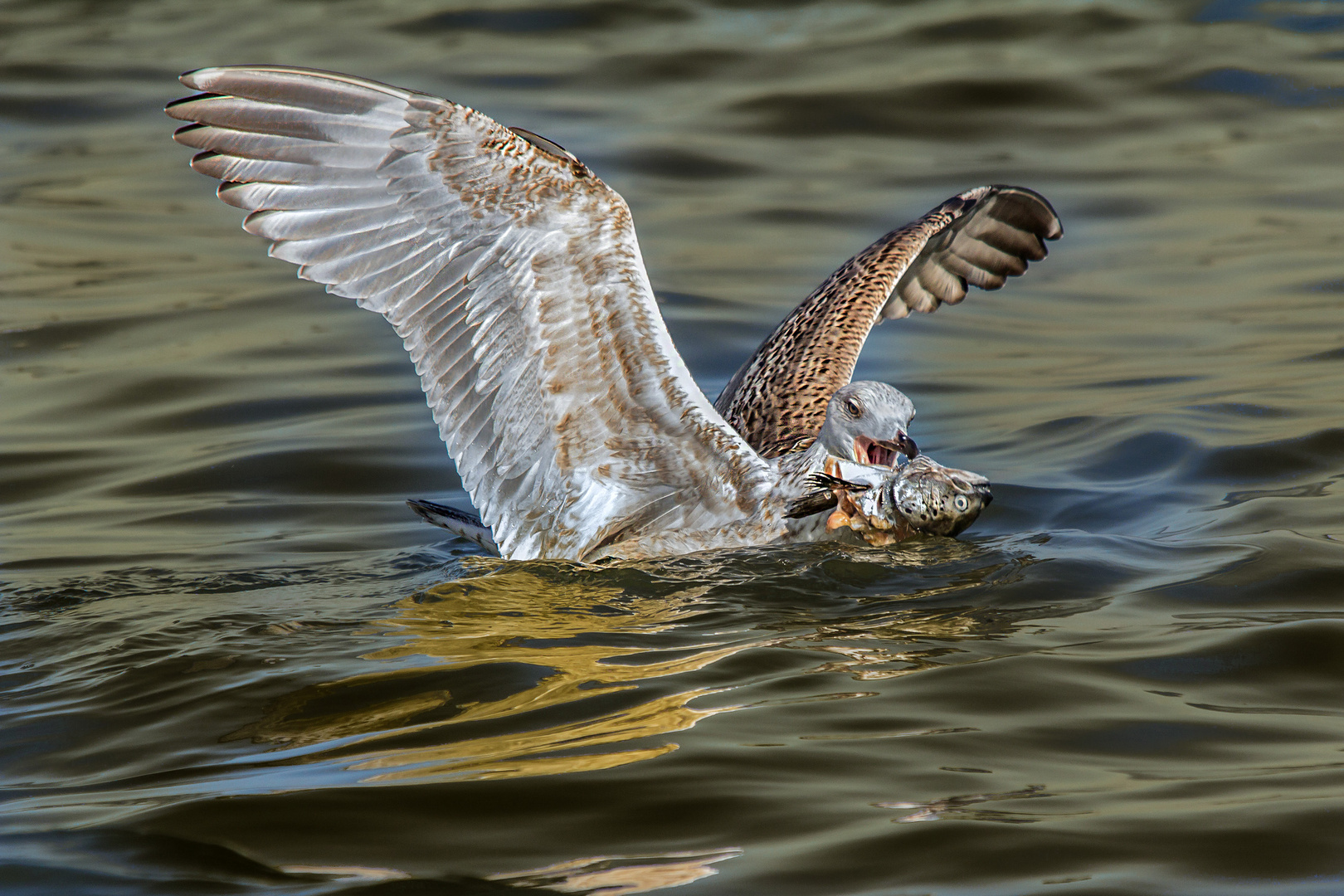 Fangfrischer Fisch