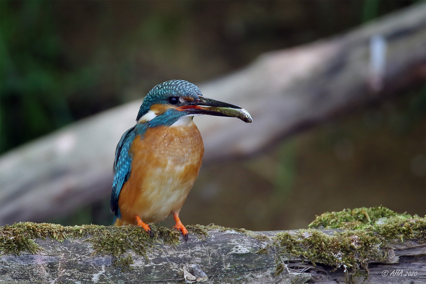 Fangfrischer Fisch