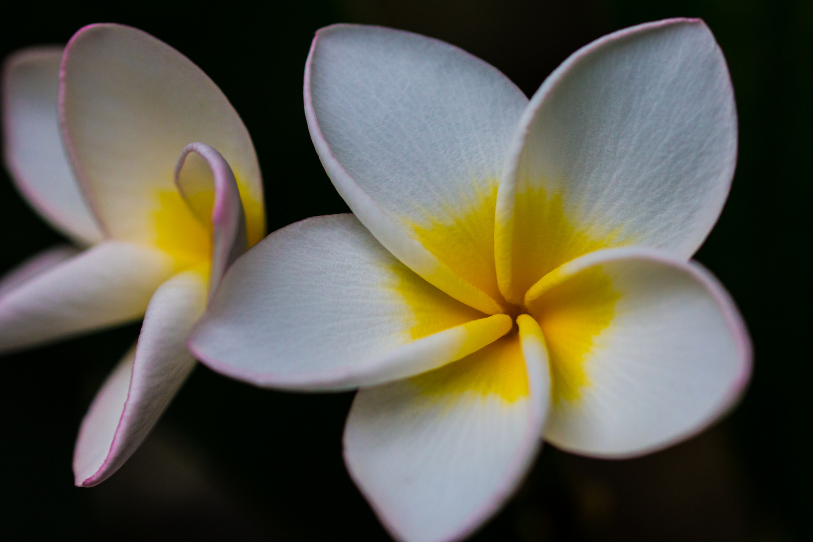 Fangipani / Plumeria – Nahaufnahme