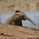 Addo Elephant NP