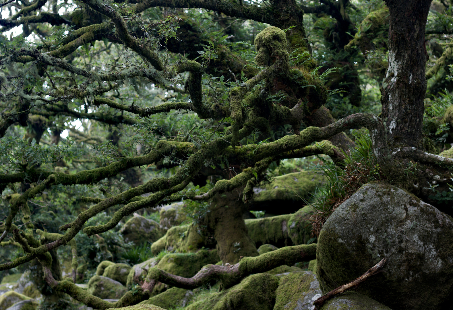 Fangorn