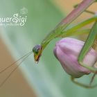 Fangschrecke-mantis religiosa