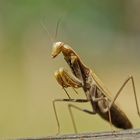 Fangschrecke Mantis religiosa