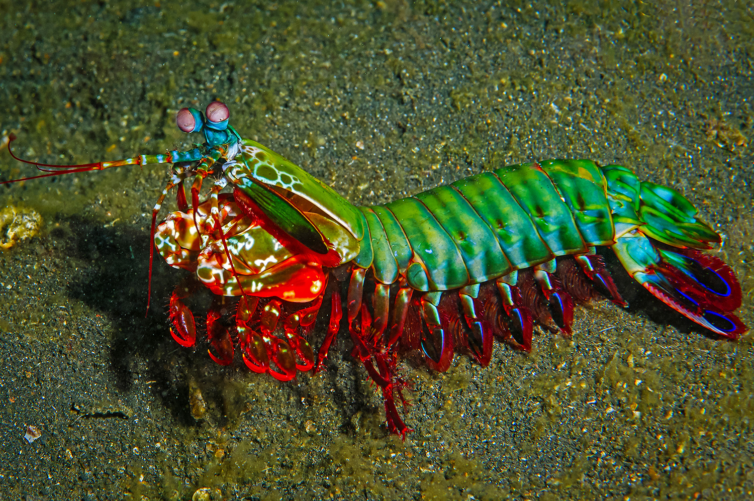 Fangschrecken-Krebs, Lembeh Strait, Nord-Sulawesi, Indonesien