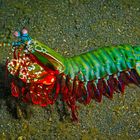 Fangschrecken-Krebs, Lembeh Strait, Nord-Sulawesi, Indonesien