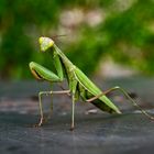 Fangschrecken oder Gottesanbeterinnen