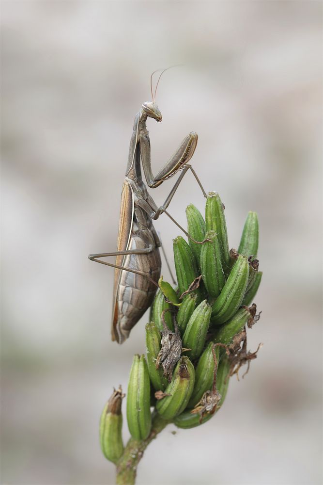 Fangschreckenhaltung - Gottesanbeterin Mantis religiosa.