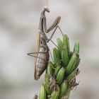 Fangschreckenhaltung - Gottesanbeterin Mantis religiosa.