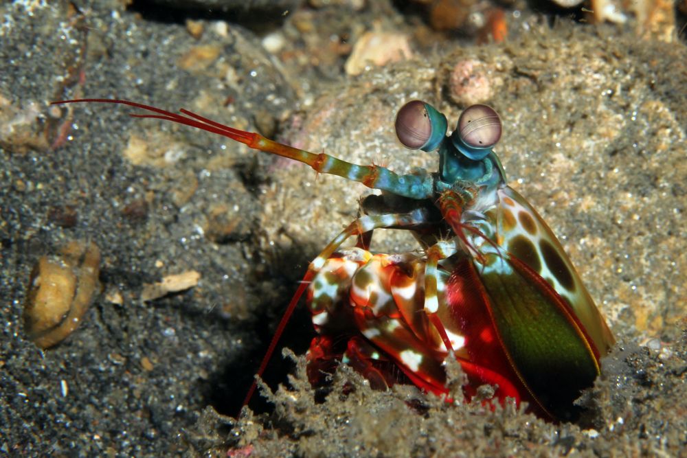 Fangschreckenkrebs Foto & Bild tiere, natur Bilder auf