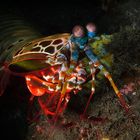 Fangschreckenkrebs (Manti-Shrimp)