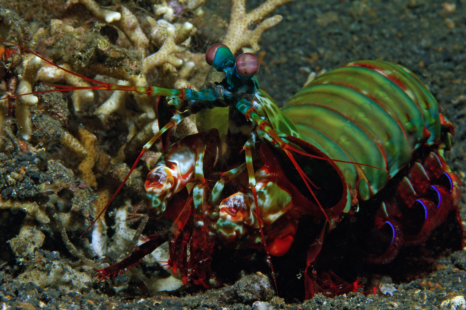 Fangschreckenkrebs (Manti Shrimp) Schmetterer