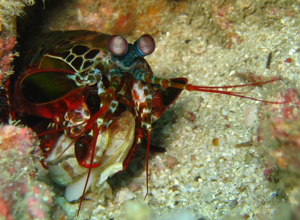 Fangschreckenkrebs McLeod Myanmar / Odontodactylus scyllarus Foto