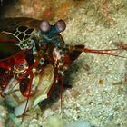 Fangschreckenkrebs McLeod Myanmar / Odontodactylus scyllarus