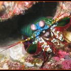 Fangschreckenkrebs [Stomatopoda]