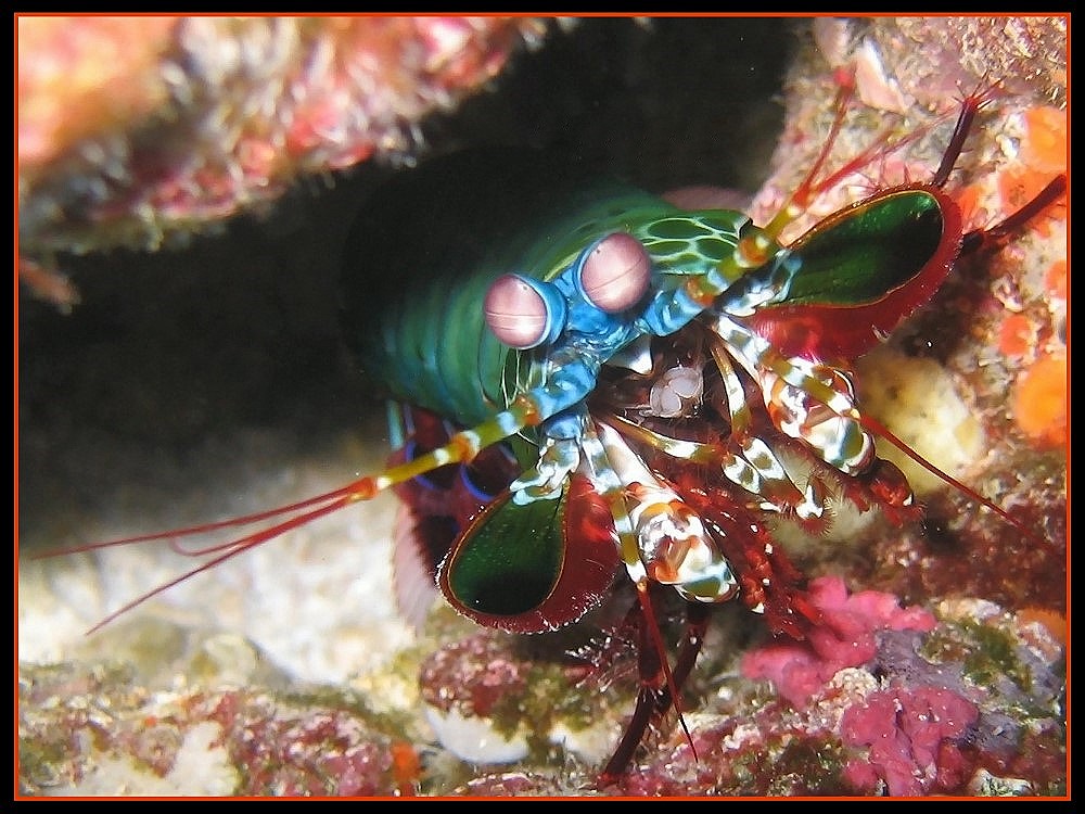 Fangschreckenkrebs [Stomatopoda]