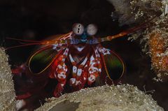 Fangschreckenkrebse (Stomatopoda) 