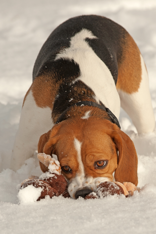 Fanni ... der Beagle