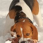 Fanni ... der Beagle