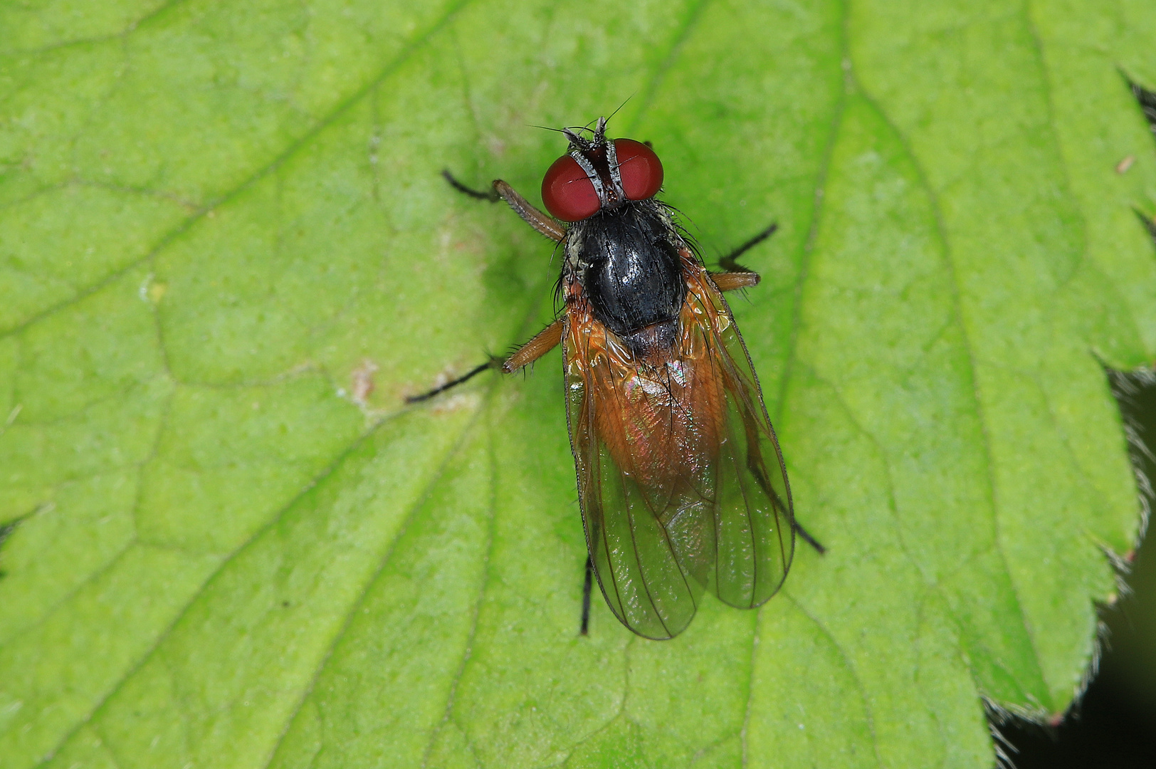 Fannia lustrator, eine Fliegenart ohne deutschen Namen