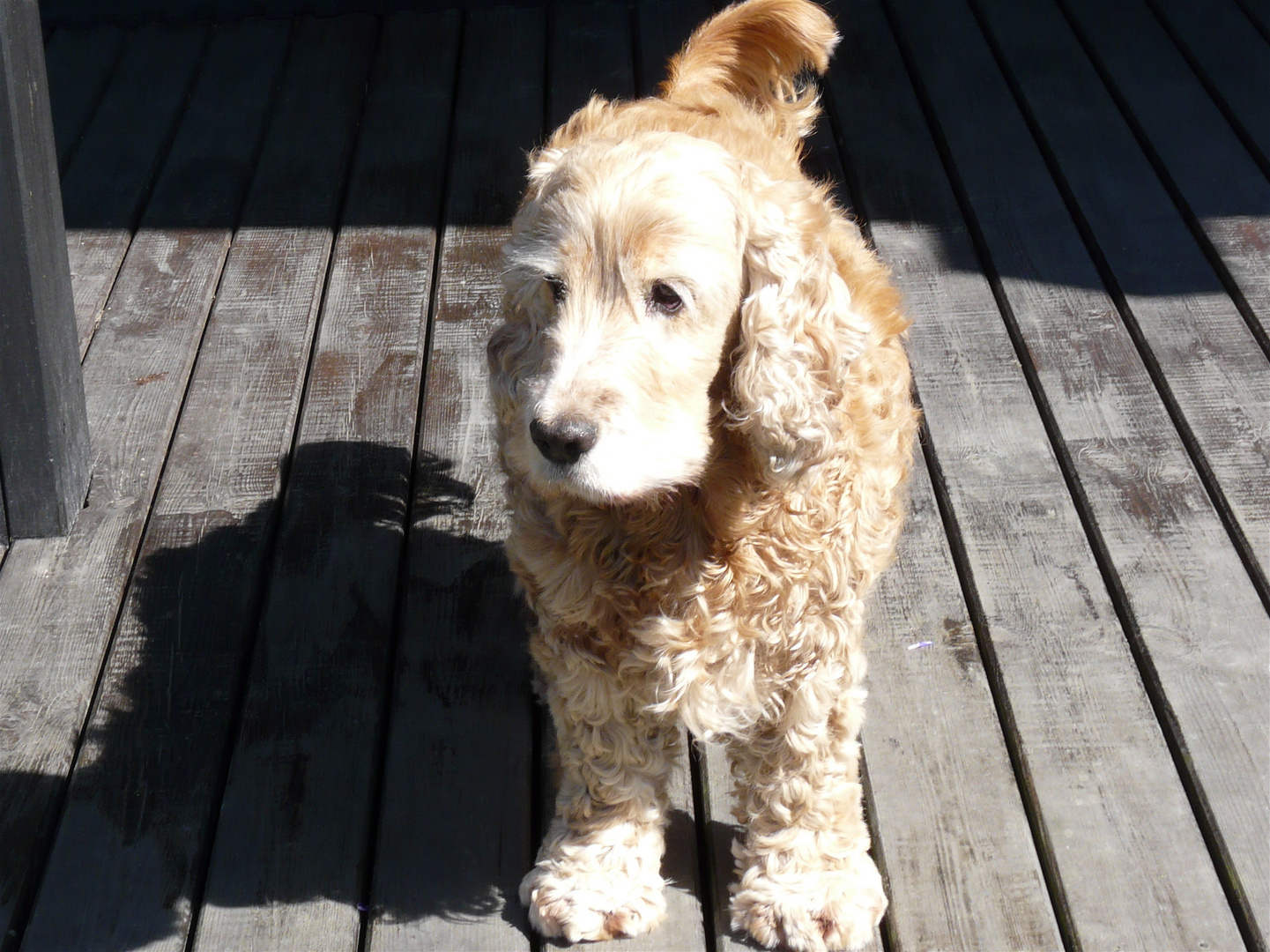 Fanny - cocker spaniel.