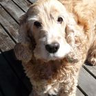 Fanny - cocker spaniel, my sweet dog