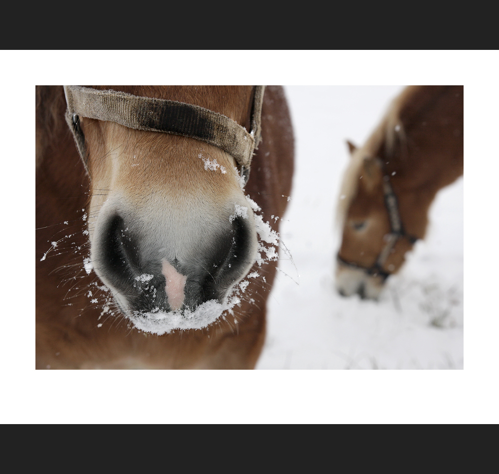 Fannys Gefühl für Schnee ...