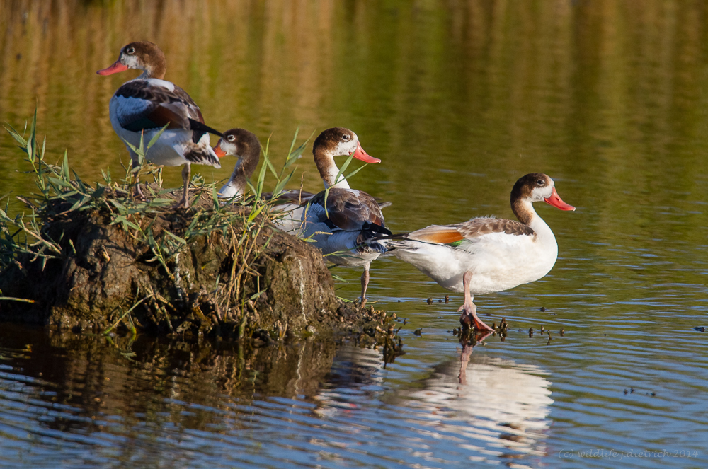 Fanta Four Ducks